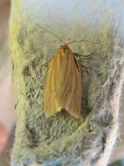 Clepsis clemensiana