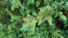 Juniperus communis depressa