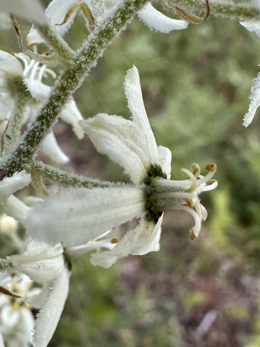 Image of Veratrum insolitum by (c) Matt Berger, some rights reserved (CC BY)