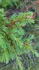 Juniperus communis depressa