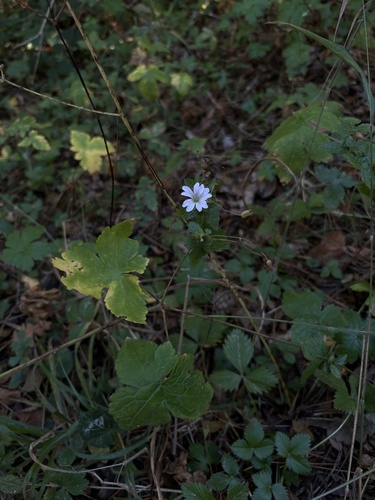 Image of Geranium versicolor by (c) Alessandro Popoli, some rights reserved (CC BY)