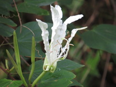 Bauhinia forficata