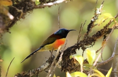 Aethopyga nipalensis