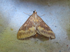 Ostrinia nubilalis