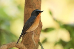 Cyornis whitei