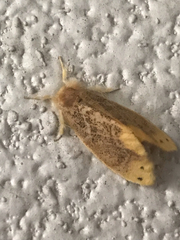 Arna pseudoconspersa