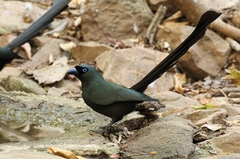 Crypsirina temia