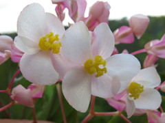 Begonia cucullata