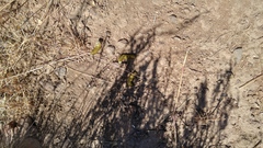 Centrocercus urophasianus