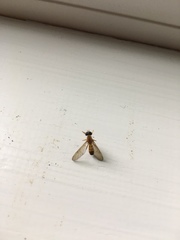 Ptecticus trivittatus