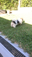Canis familiaris