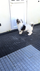 Canis familiaris