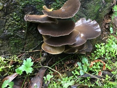 Pleurotus purpureo-olivaceus