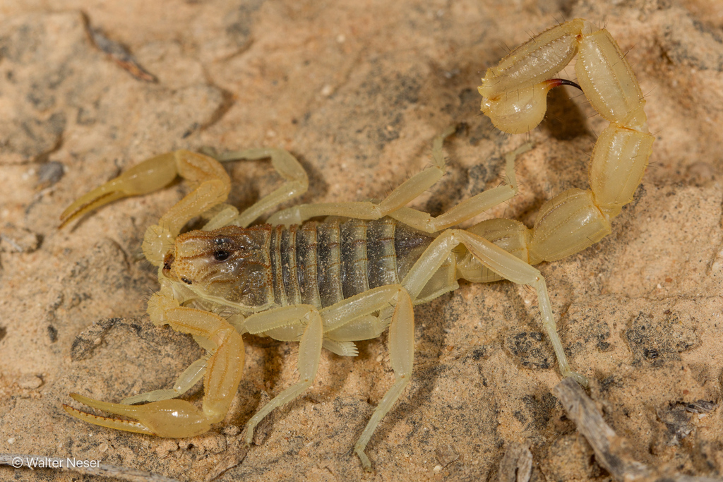 Israeli Scorpion