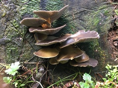 Pleurotus purpureo-olivaceus