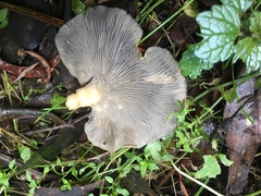 Pleurotus purpureo-olivaceus