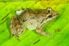 Leptodactylus leptodactyloides