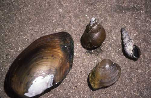 Nyassunio nyassaensis