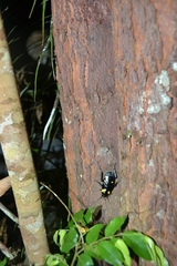 Periplaneta quadrinotata