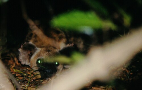 Spotted Hyena