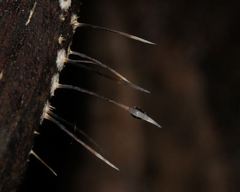 Xylaria filiformis