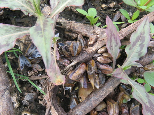 Limnoperna siamensis