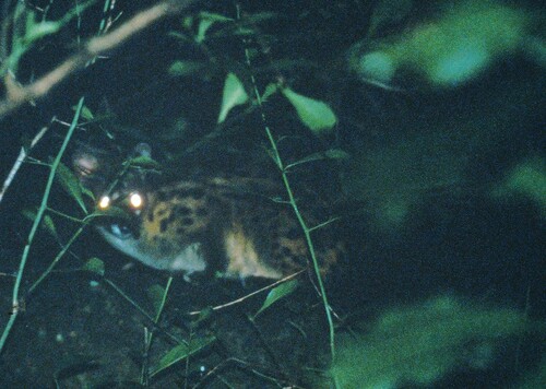 Rusty-spotted Genet