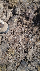 Centrocercus urophasianus