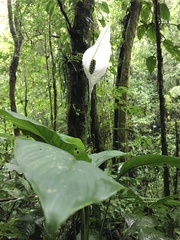 Spathiphyllum wallisii