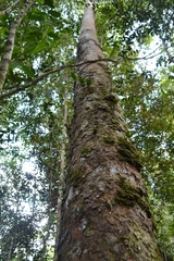 Agathis borneensis