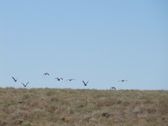 Centrocercus urophasianus