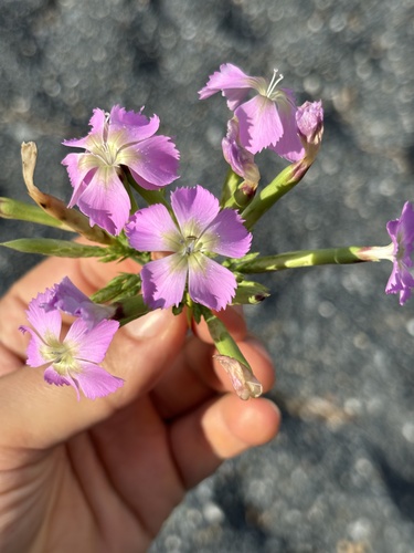 Image of Dianthus rupicola by (c) Alessandro Popoli, some rights reserved (CC BY)