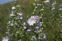 Alcea pallida