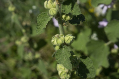 Alcea pallida