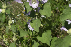 Alcea pallida