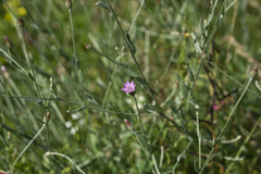 Xeranthemum cylindraceum