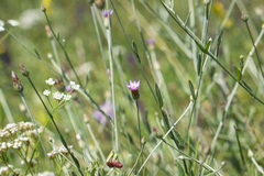 Xeranthemum cylindraceum