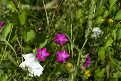 Dianthus collinus glabriusculus