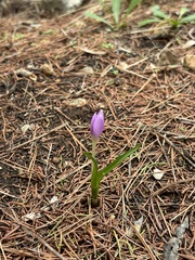 Colchicum cupanii