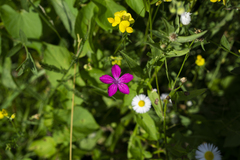 Dianthus collinus glabriusculus