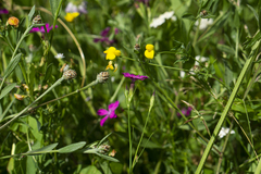 Dianthus collinus glabriusculus