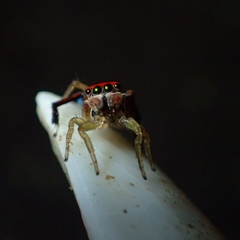 Maratus splendens
