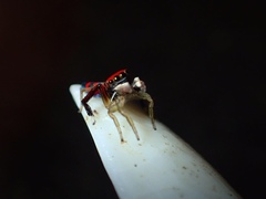 Maratus splendens