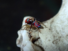 Maratus splendens