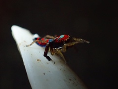 Maratus splendens