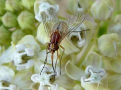 Phthiriinae