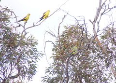 Polytelis anthopeplus