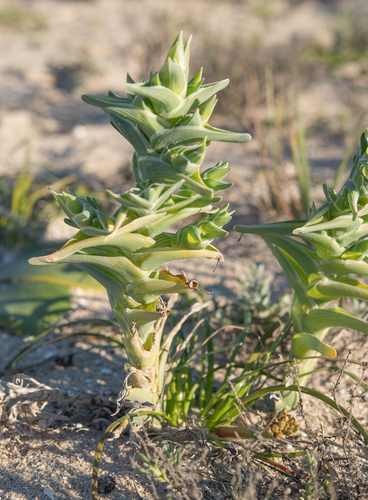 Beach Spiderlily (Ferraria foliosa)