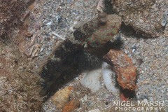 Highfin Shrimpgoby photo 2