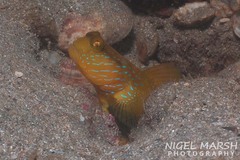 Lagoon Shrimp-Goby photo 2